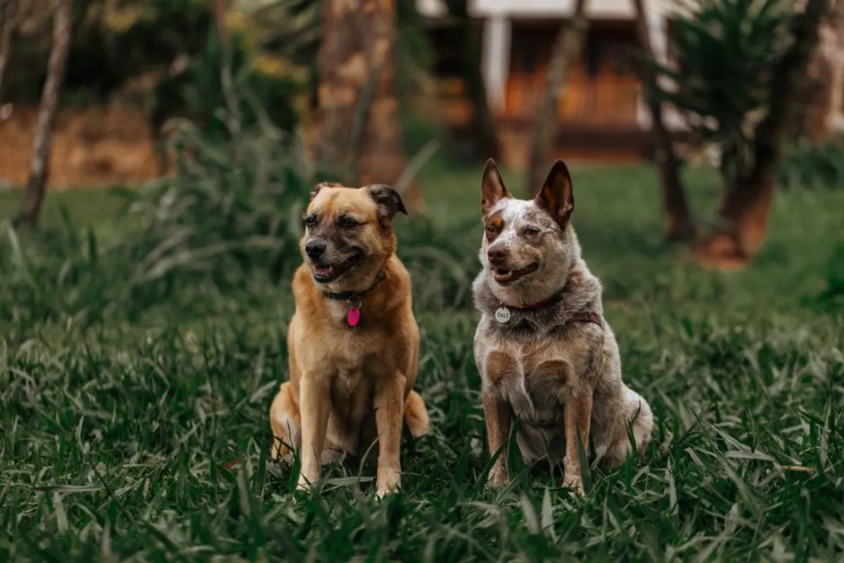 dog breeding